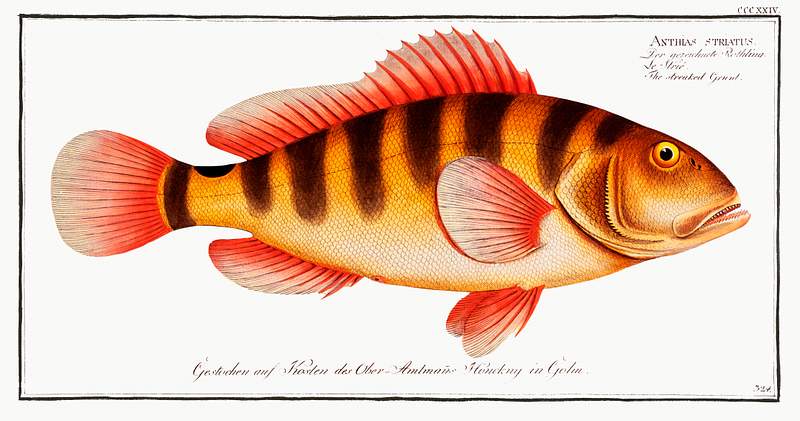 Anthias striatus Streaked Grunt (Anthias striatus) from Ichtylogie, ou Histoire naturelle: génerale et particuliére des poissons…