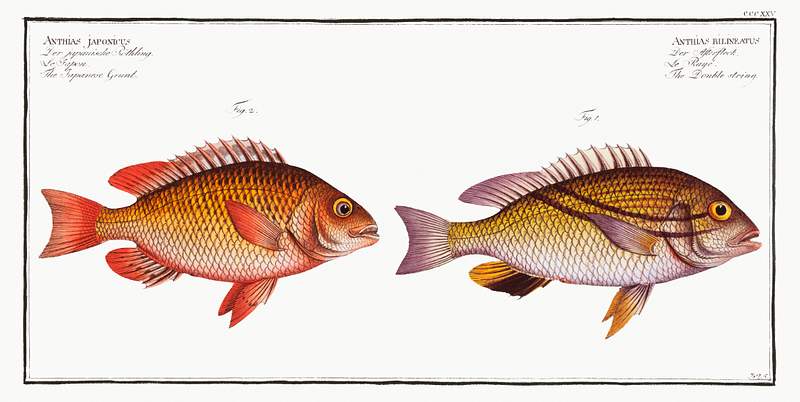 Fish Illustrations 1. Double string (Anthias bilineatus) 2. Japanese Grunt (Anthias japonicus) from Ichtylogie, ou Histoire naturelle:…