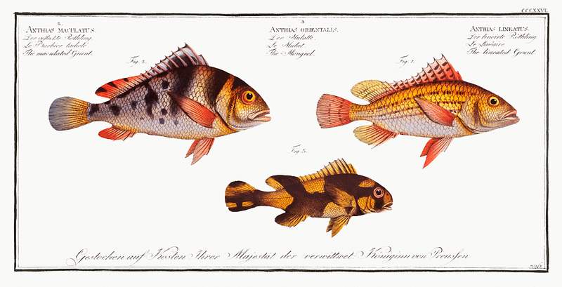 Collection of various fishes 1. Lineated Grunt (Anthias lineatus) 2. Mongrel (Anthias orientalis) 3. Maculated Grunt (Anthias maculatus) from Ichtylogie…