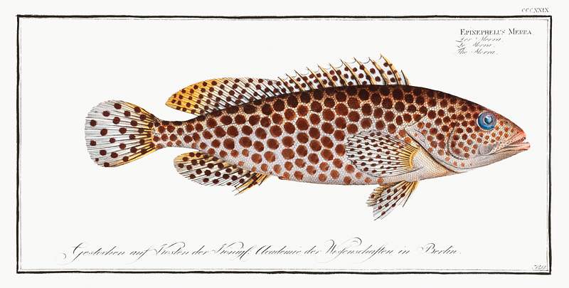 Epinephelus Merra Merra (Epinephelus Merra) from Ichtylogie, ou Histoire naturelle: génerale et particuliére des poissons…