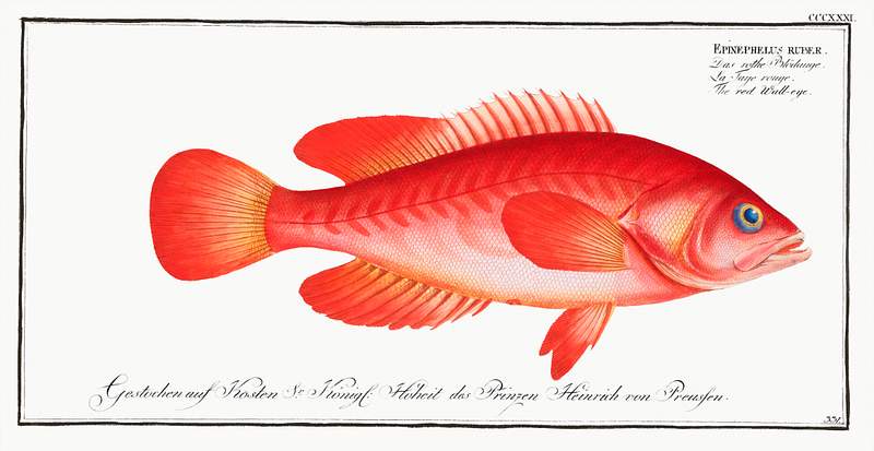 Epinephelus ruber Red Wall-eye (Epinephelus ruber) from Ichtylogie, ou Histoire naturelle: génerale et particuliére des poissons…