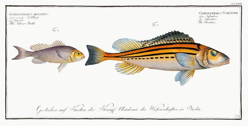 Fish Illustrations 1. Schratser (Gymnocephalus Schratser) 2. Siver-Bald (Gymnocephalus argenteus) from Ichtylogie, ou Histoire naturelle:…