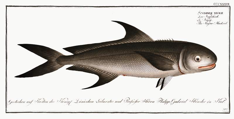 Scomber niger Negro-Mackrel (Scomber niger) from Ichtylogie, ou Histoire naturelle: génerale et particuliére des poissons…