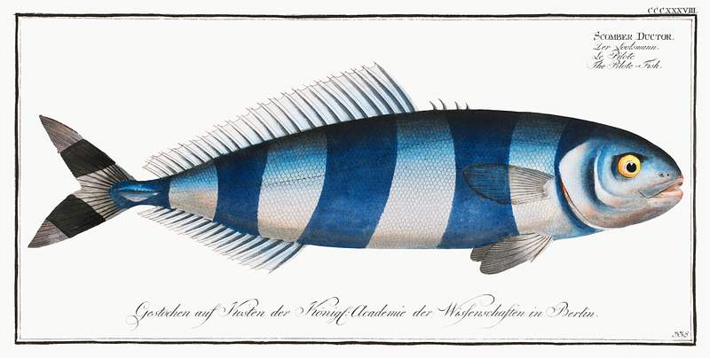 Scomber Ductor Pilote-Fish (Scomber Ductor) from Ichtylogie, ou Histoire naturelle: génerale et particuliére des poissons…