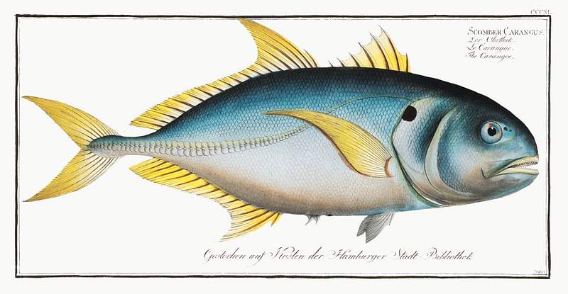 Scomber Carangus Carangoe (Scomber Carangus) from Ichtylogie, ou Histoire naturelle: génerale et particuliére des poissons…