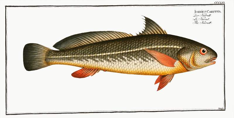 Johnius Carutta Karutt (Johnius Carutta) from Ichtylogie, ou Histoire naturelle: génerale et particuliére des poissons…