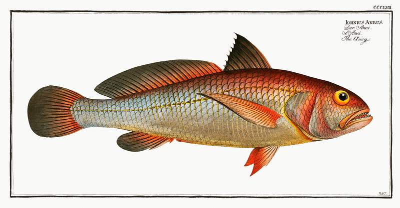 Johnius Aneus Aney (Johnius Aneus) from Ichtylogie, ou Histoire naturelle: génerale et particuliére des poissons…