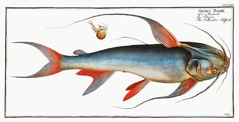 Silurus Bagre Saltwater Katfish (Silurus Bagre) from Ichtylogie, ou Histoire naturelle: génerale et particuliére des poissons…