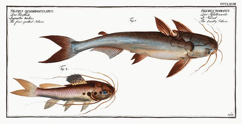 Fish Illustrations 1. Knotty Silure (Silurus Nodosus) 2. Four spotted Silure (Silurus Quadrimaculatus) from Ichtylogie, ou Histoire naturelle:…