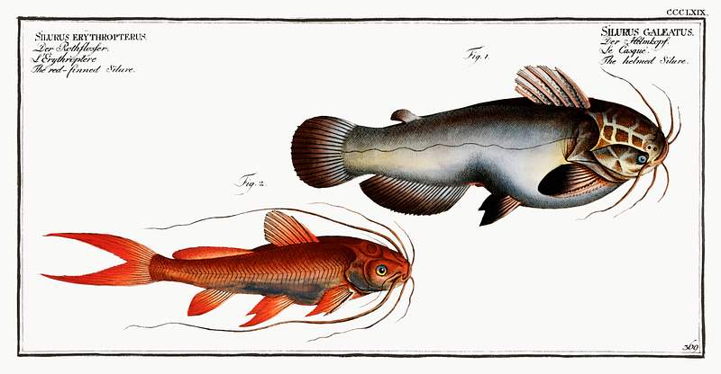 Fish Illustrations 1. Helmed Silure (Silurus galeatus) 2. Red-finned Silure (Silurus erythropterus) from Ichtylogie, ou Histoire naturelle:…