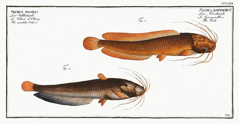 Fish Illustrations 1. Toeli (Silurus batrachus) 2. Muddy Silure (Silurus fossilis) from Ichtylogie, ou Histoire naturelle: génerale et…