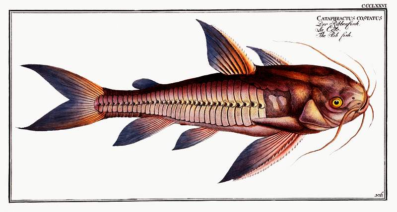 Cataphractus costatus Rib-fish (Cataphractus costatus) from Ichtylogie, ou Histoire naturelle: génerale et particuliére des poissons…
