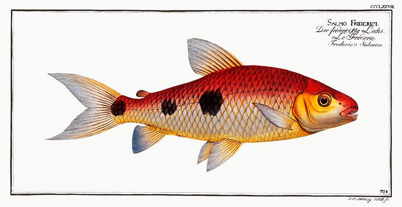 Salmo Friderici Frederic's Salmon (Salmo Friderici) from Ichtylogie, ou Histoire naturelle: génerale et particuliére des…