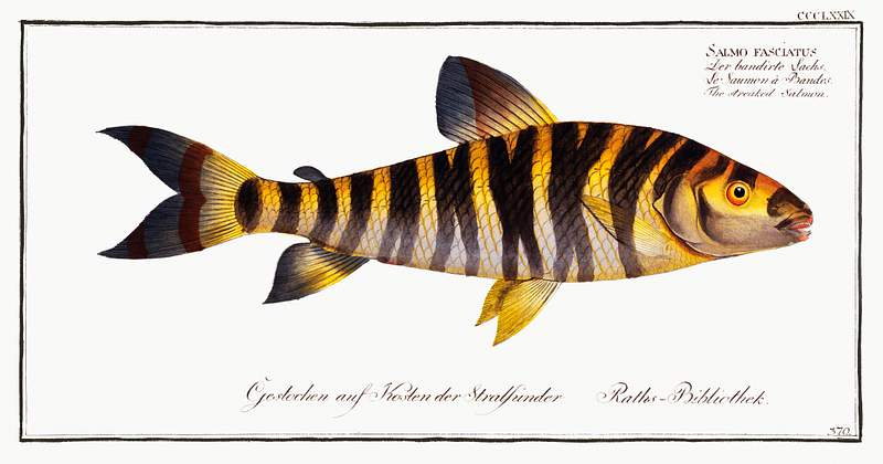 Salmo fasciatus Streaked Salmon (Salmo fasciatus) from Ichtylogie, ou Histoire naturelle: génerale et particuliére des poissons…