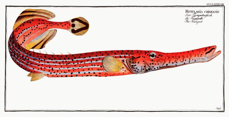 Fistularia chinensis Trumpet (Fistularia chinensis) from Ichtylogie, ou Histoire naturelle: génerale et particuliére des poissons…