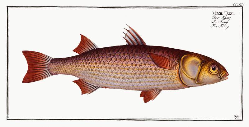 Mugil Tang Tang (Mugil Tang) from Ichtylogie, ou Histoire naturelle: génerale et particuliére des poissons…