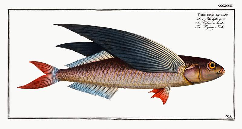 Exocoetus evolans Flying-Fish (Exocoetus evolans) from Ichtylogie, ou Histoire naturelle: génerale et particuliére des poissons…
