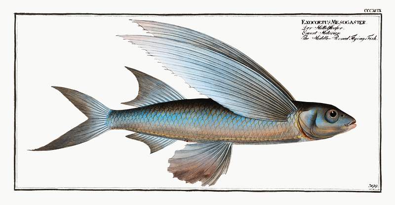 Exocoetus Mesogaster Middle-Pinned Flying-Fish (Exocoetus Mesogaster) from Ichtylogie, ou Histoire naturelle: génerale et…