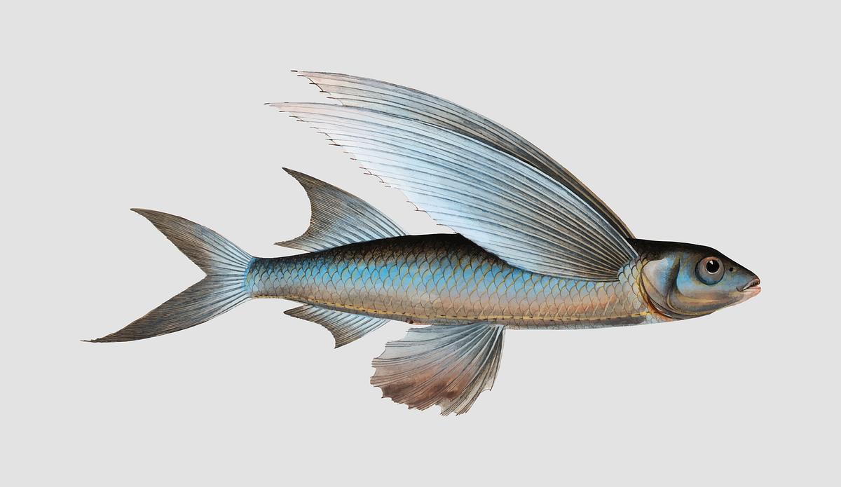 Download Flying Fish Images Free Vectors Pngs Mockups Backgrounds Rawpixel