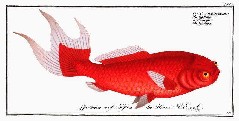 Cyprinus macrophthalmus Telescope (Cyprinus macrophthalmus) from Ichtylogie, ou Histoire naturelle: génerale et particuliére des…