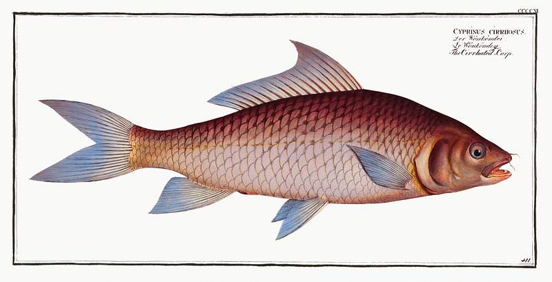 Cyprinus cirrhosus Cirrhated Carp (Cyprinus cirrhosus) from Ichtylogie, ou Histoire naturelle: génerale et particuliére des…