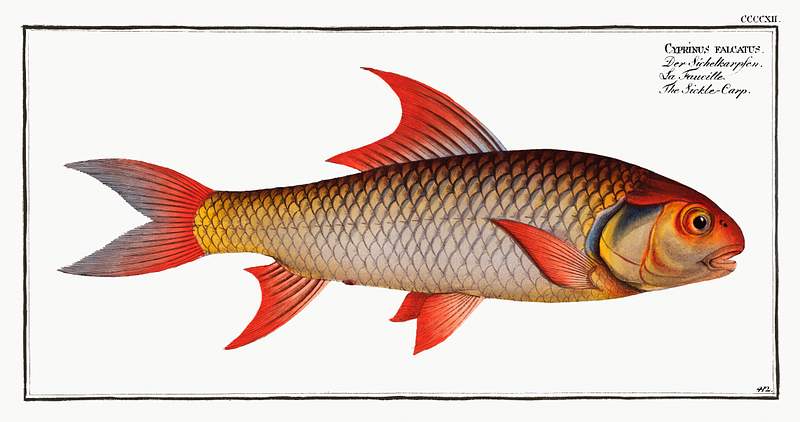 Cyprinus falcatus Sickle-Carp (Cyprinus falcatus) from Ichtylogie, ou Histoire naturelle: génerale et particuliére des poissons…