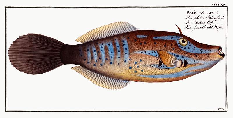 Balistes laevis Smooth old Wife (Balistes laevis) from Ichtylogie, ou Histoire naturelle: génerale et particuliére des poissons…