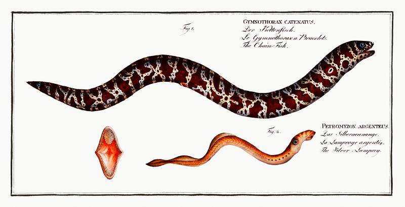 Fish Illustrations 1. Chain-Fish (Gymnothorax catenatus) 2. Silver-Lamprey (Petromyzon agrenteus) from Ichtylogie, ou Histoire naturelle:…