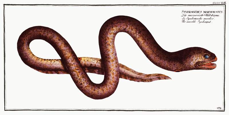 Synbranchus marmoratus Marble Synbrant (Synbranchus marmoratus) from Ichtylogie, ou Histoire naturelle: génerale et particuliére des…