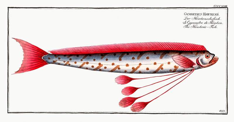 Gymnetrus Hawkenii Hawken's-Fish (Gymnetrus Hawkenii) from Ichtylogie, ou Histoire naturelle: génerale et particuliére des…