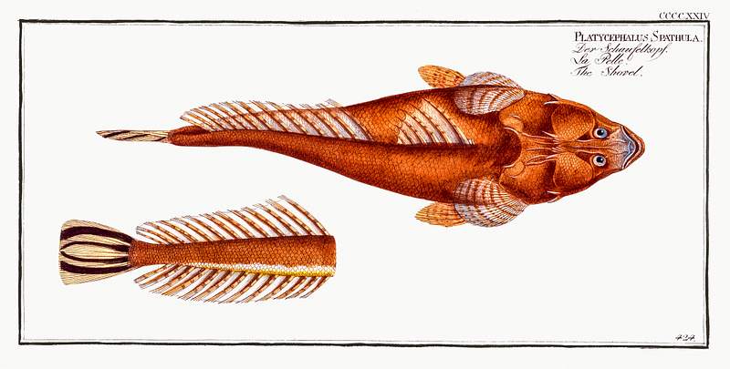 Platycephalus Spathula Shovel (Platycephalus Spathula) from Ichtylogie, ou Histoire naturelle: génerale et particuliére des poissons…