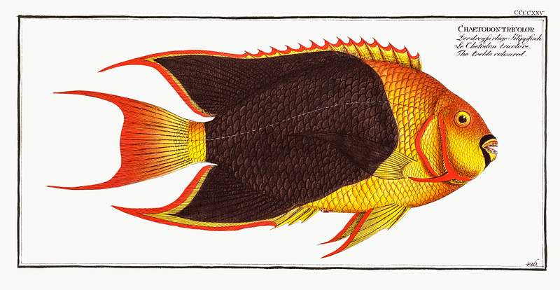 Chaetodon tricolor Treble-coloured (Chaetodon tricolor) from Ichtylogie, ou Histoire naturelle: génerale et particuliére des…