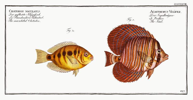 Fish Illustrations 1. Sail (Acanthurus Velifer) 2. Maculated Chetodon (Chaetodon maculatus) from Ichtylogie, ou Histoire naturelle:…