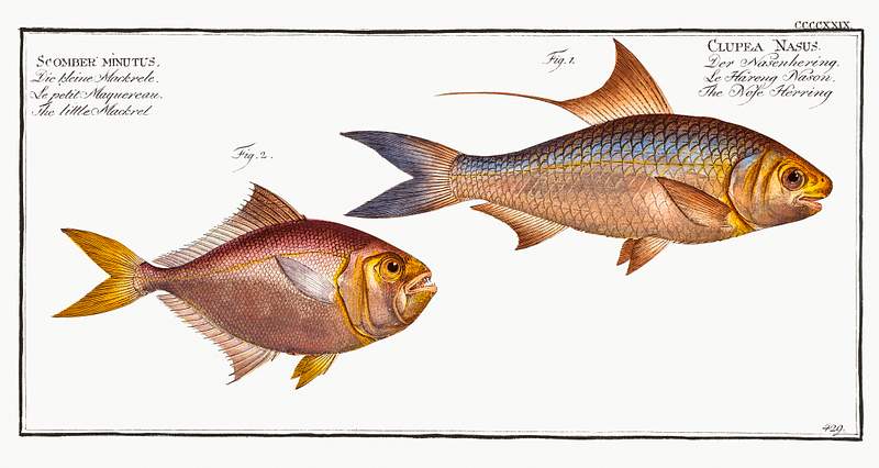 Fish Illustrations 1. Nose-Herring (Clupea Nasus) 2. Little Mackrel (Scomber minutus) from Ichtylogie, ou Histoire naturelle: génerale et…
