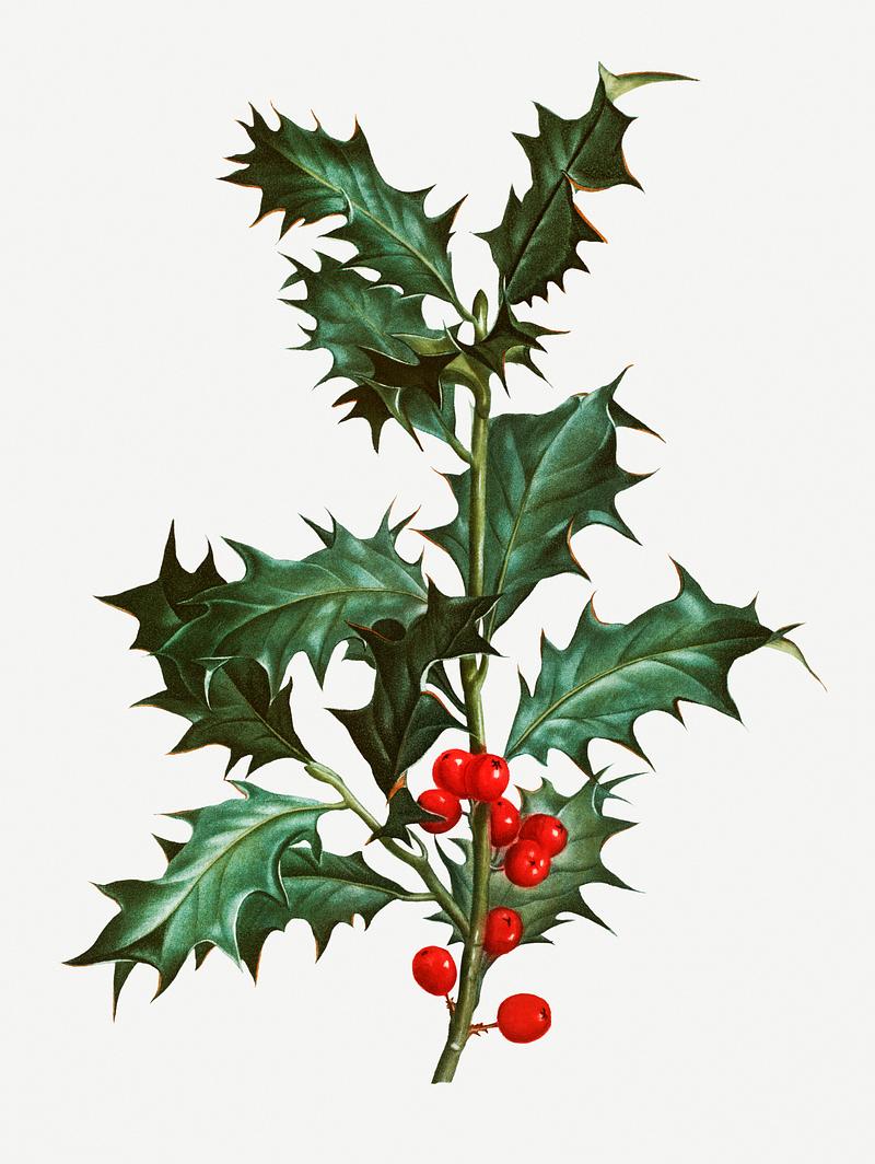 Holly branch Vintage common holly branch illustration