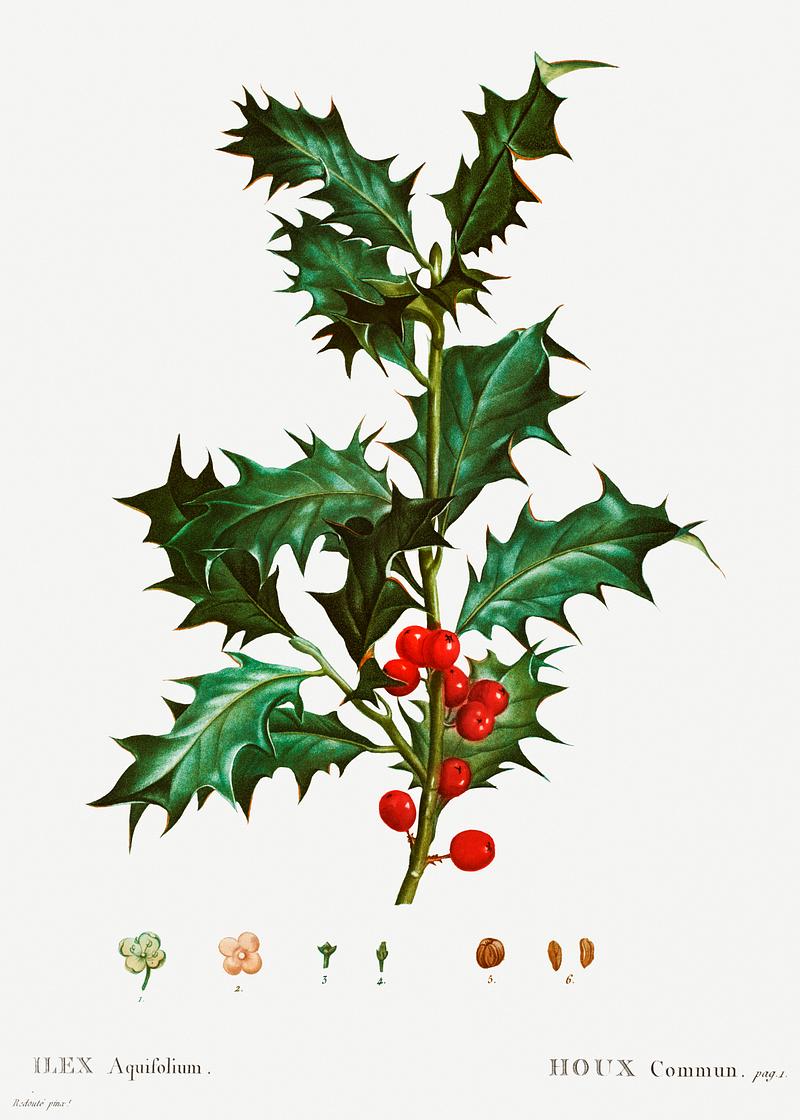 Holly branch poster Common holly (Ilex aquifolium) from Traité des Arbres et Arbustes que l’on cultive en France en pleine terre…