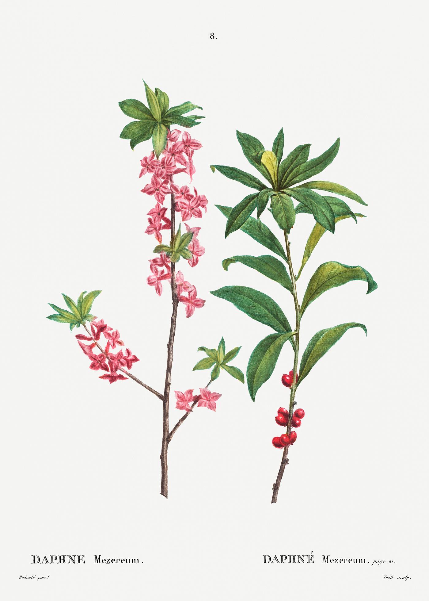 February daphne (Daphne Mezereum) from Traité des Arbres et Arbustes que l’on cultive en France en pleine terre... February daphne (Daphne Mezereum) from Traité des Arbres et Arbustes que l’on cultive en France en pleine terre...