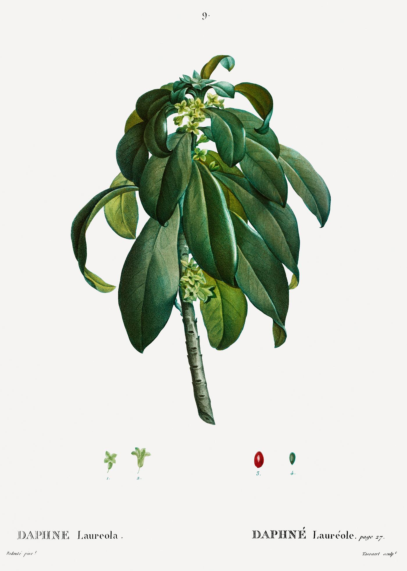 Spurge Laurel (Daphne Laureola) from Traité des Arbres et Arbustes que l’on cultive en France en pleine terre (... Spurge Laurel (Daphne Laureola) from Traité des Arbres et Arbustes que l’on cultive en France en pleine terre (...