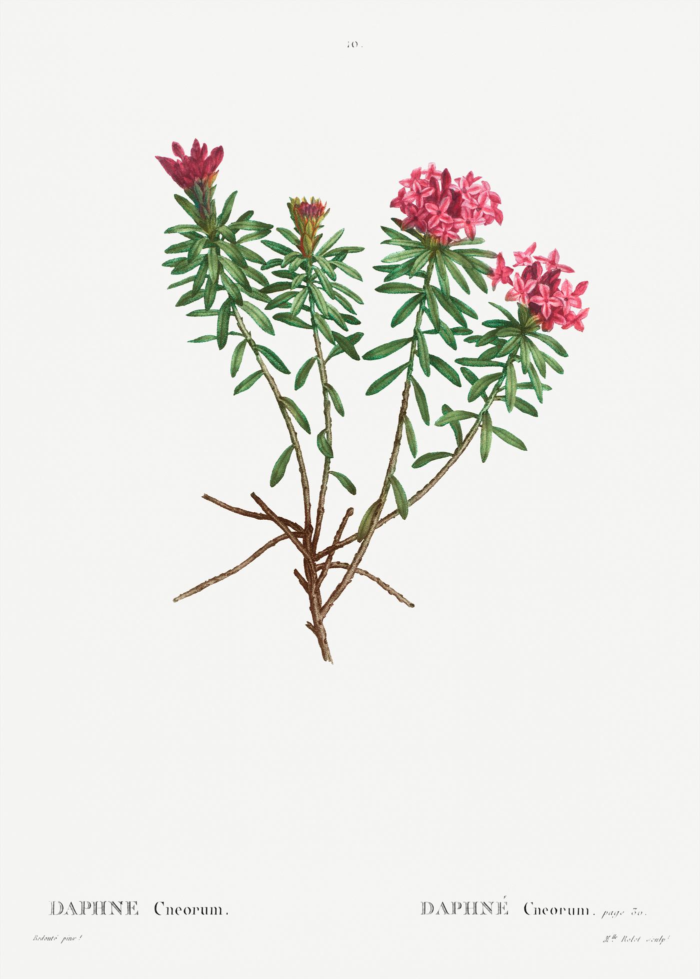 Garland Flower (Daphne cneorum) from Traité des Arbres et Arbustes que l’on cultive en France en pleine terre (... Garland Flower (Daphne cneorum) from Traité des Arbres et Arbustes que l’on cultive en France en pleine terre (...