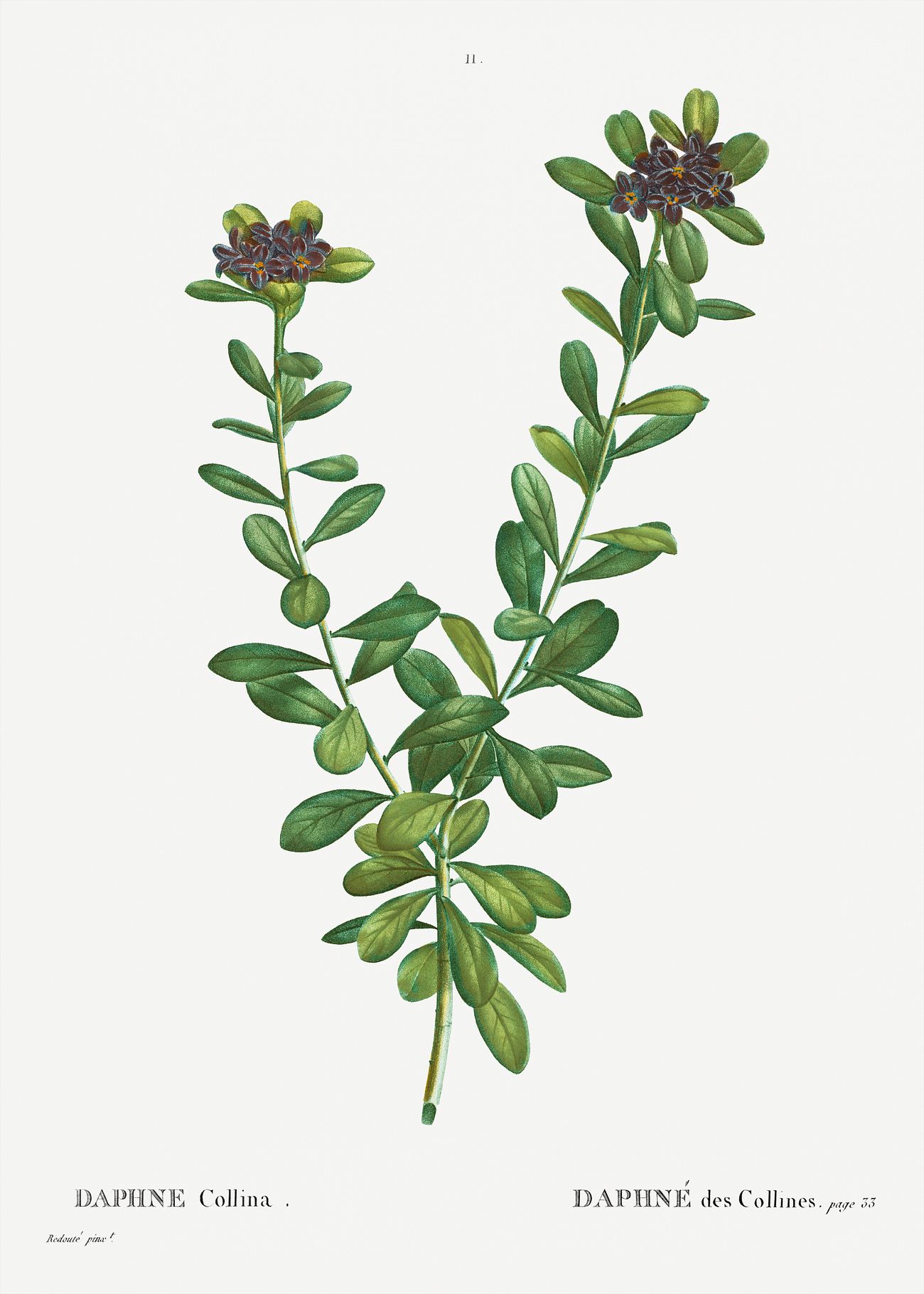 Daphne sericea flowers Free public domain illustration