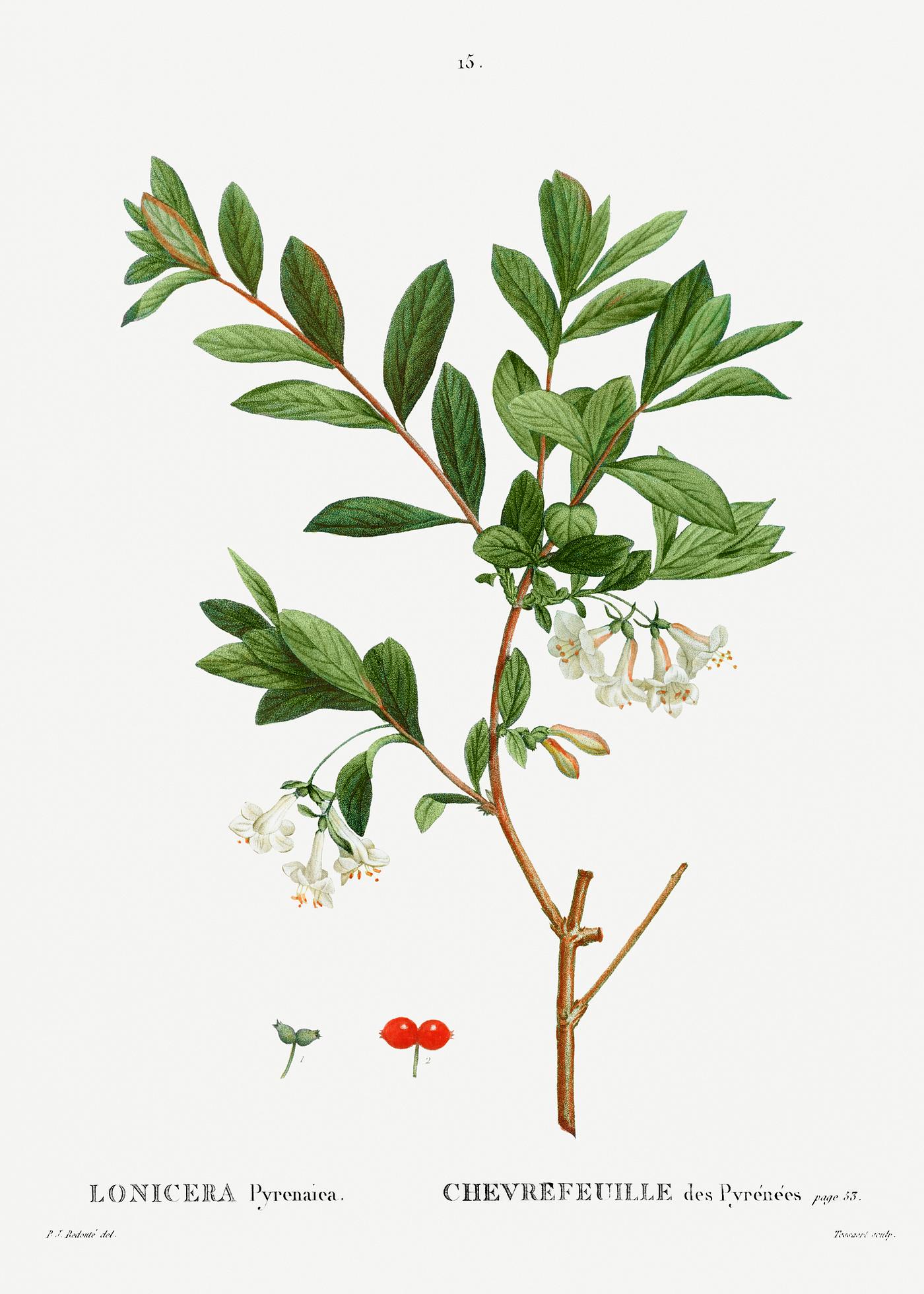 White honeysuckles Lonicera Pyrenaica from Traité des Arbres et Arbustes que l’on cultive en France en pleine terre (1801–...