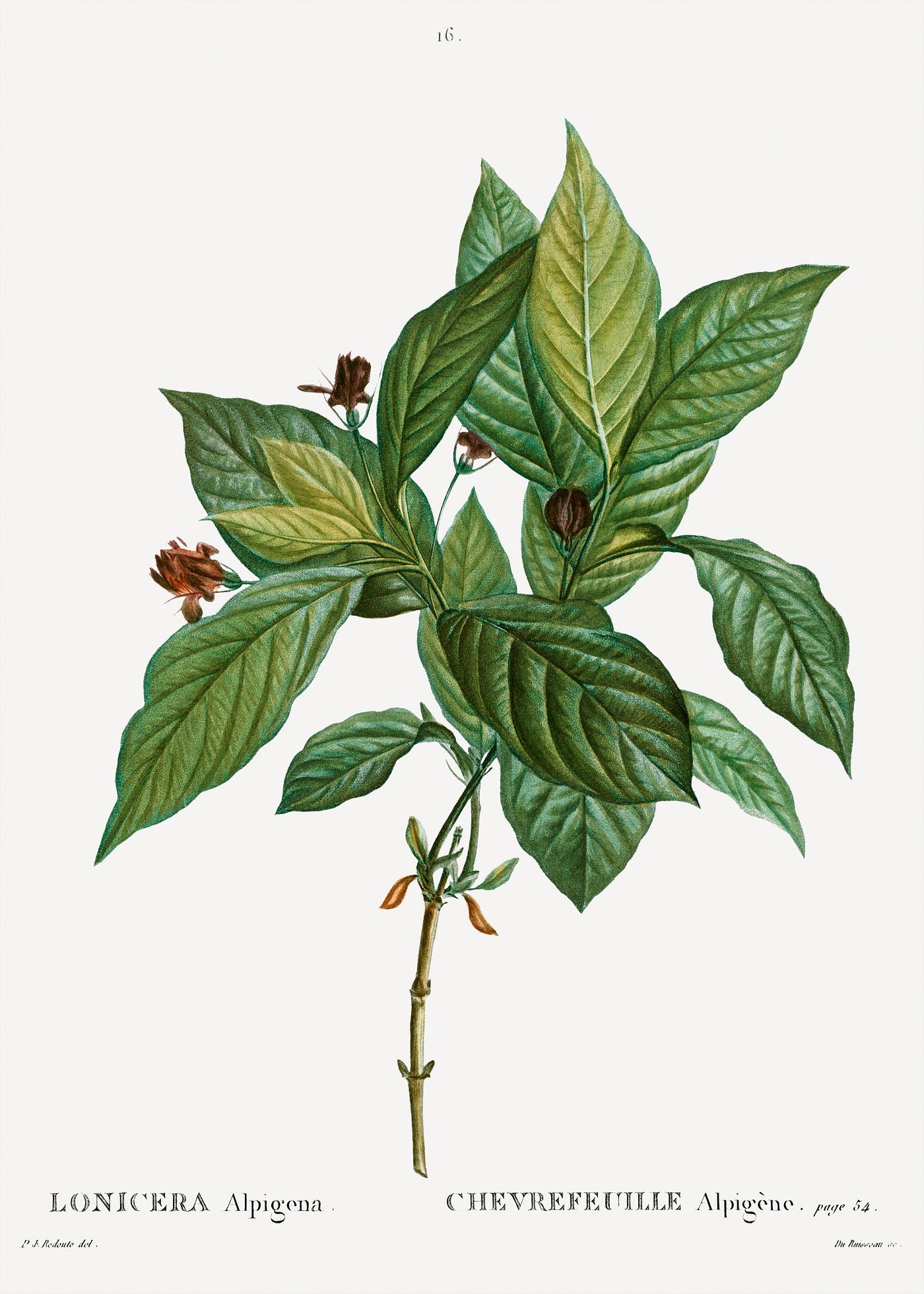 Alpine Honeysuckle plant Alpine honeysuckle (Lonicera alpigena) from Traité des Arbres et Arbustes que l’on cultive en France en pleine...