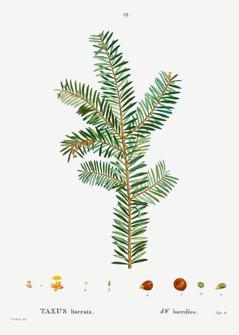 English Yew branch English Yew (Taxus baccata) from Traité des Arbres et Arbustes que l’on cultive en France en pleine terre…
