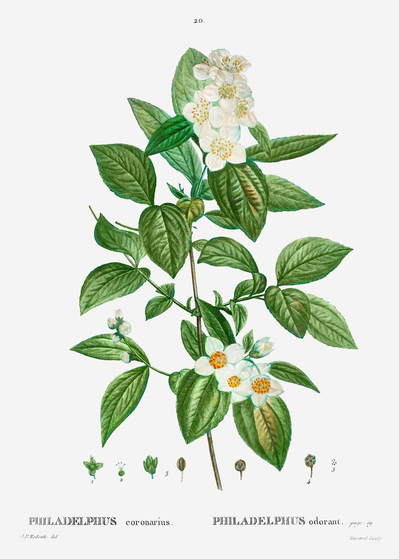 Blooming Philadelphus Coronarius Philadelphus coronarius from Traité des Arbres et Arbustes que l’on cultive en France en pleine terre (1801...