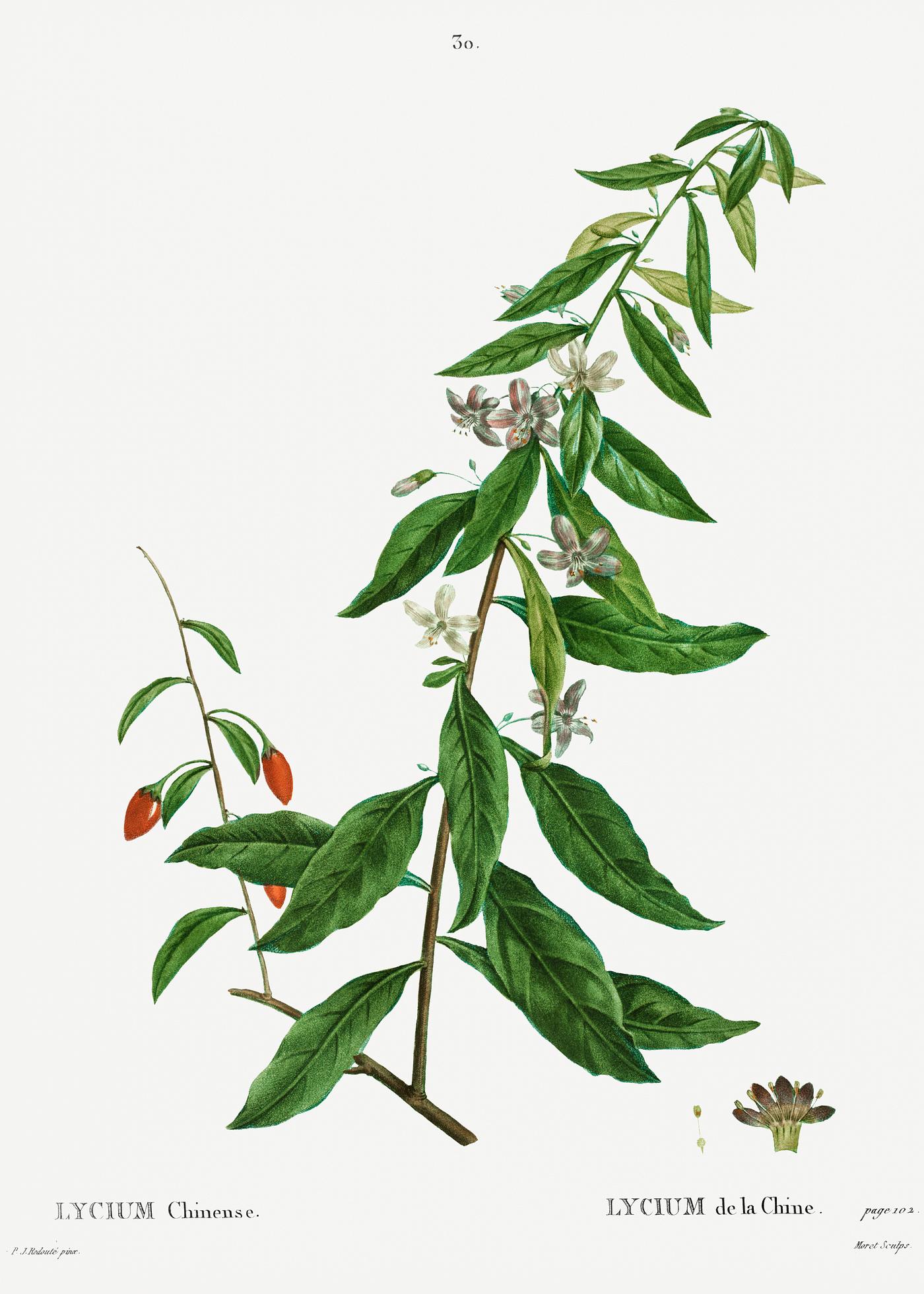 Goji berry tree Lycium chinense from Traité des Arbres et Arbustes que l’on cultive en France en pleine terre (1801–1819...