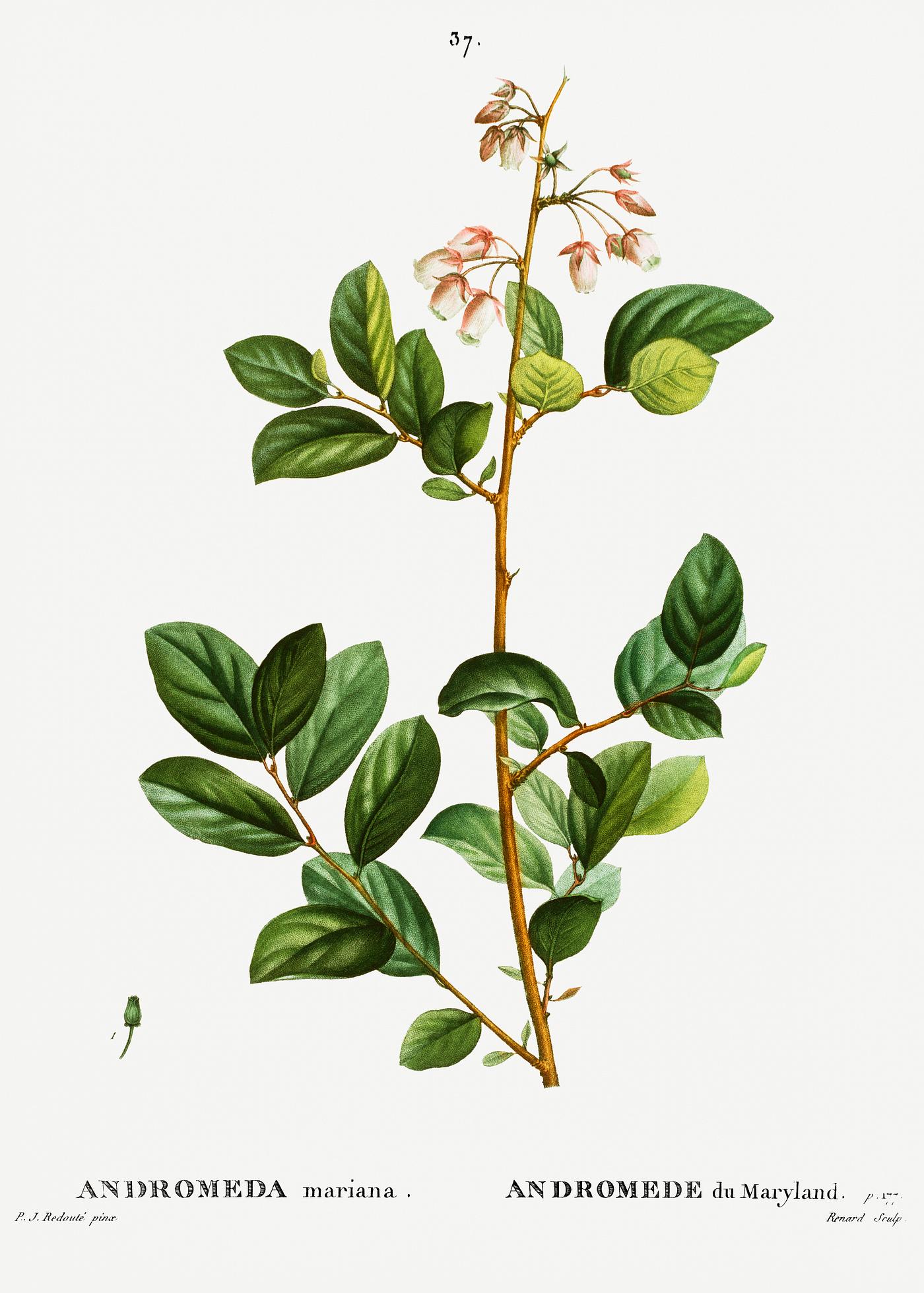 Andromeda mariana (andromede du maryland) from Traité des Arbres et Arbustes que l’on cultive en France en... Andromeda mariana (andromede du maryland) from Traité des Arbres et Arbustes que l’on cultive en France en...