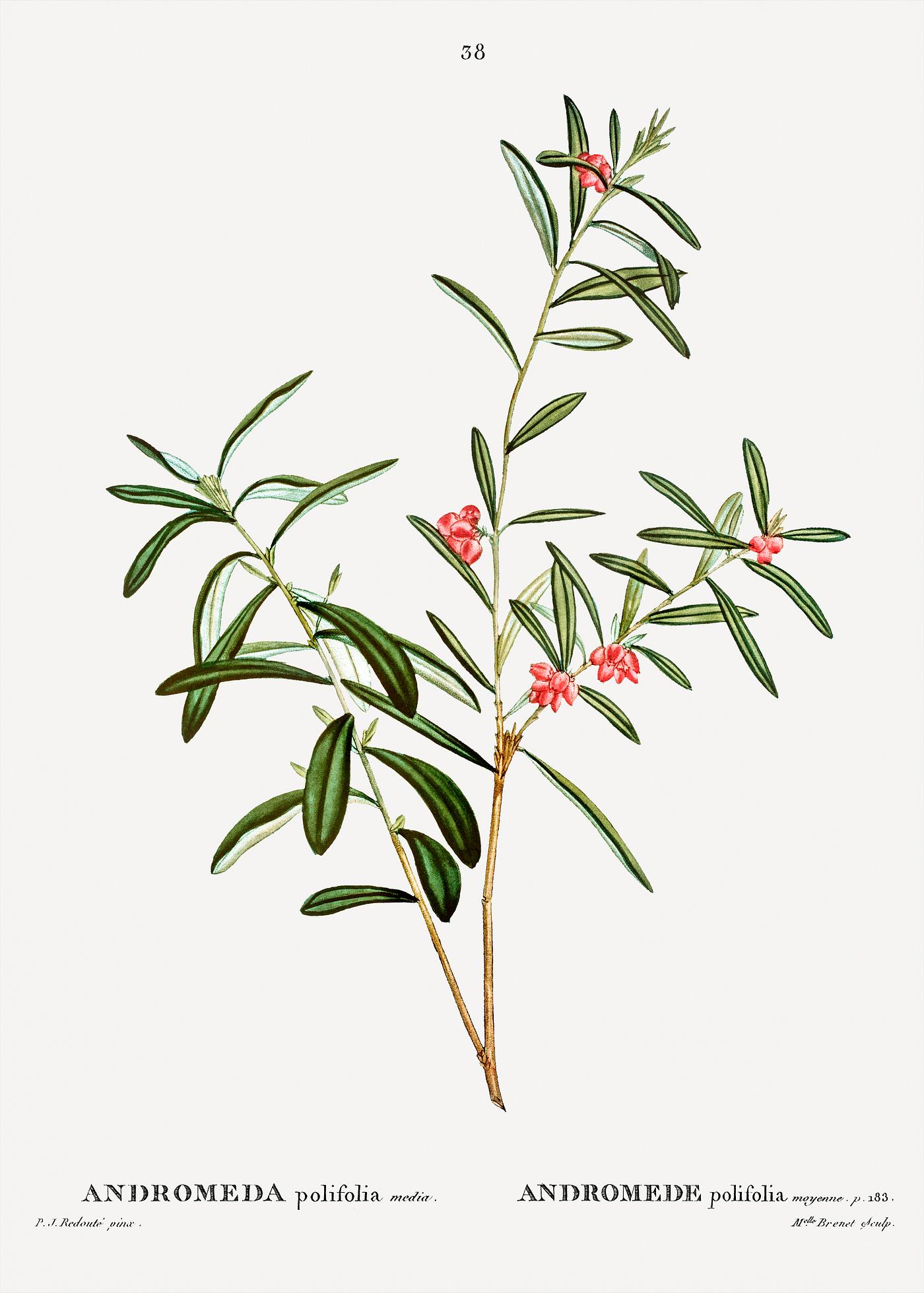 Andromeda polifolia (Andromede polifolia) from Traité des Arbres et Arbustes que l’on cultive en France en... Andromeda polifolia (Andromede polifolia) from Traité des Arbres et Arbustes que l’on cultive en France en...