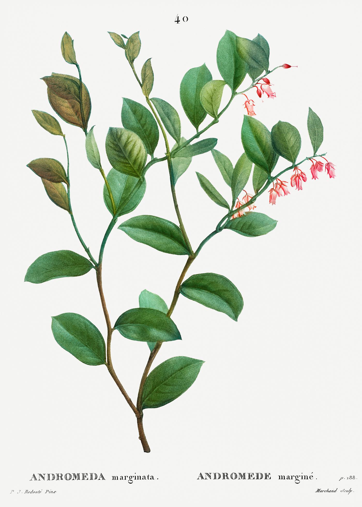 Andromeda Axillaris bloom Andromeda axillaris (Andromede axillaire) from Traité des Arbres et Arbustes que l’on cultive en France en...