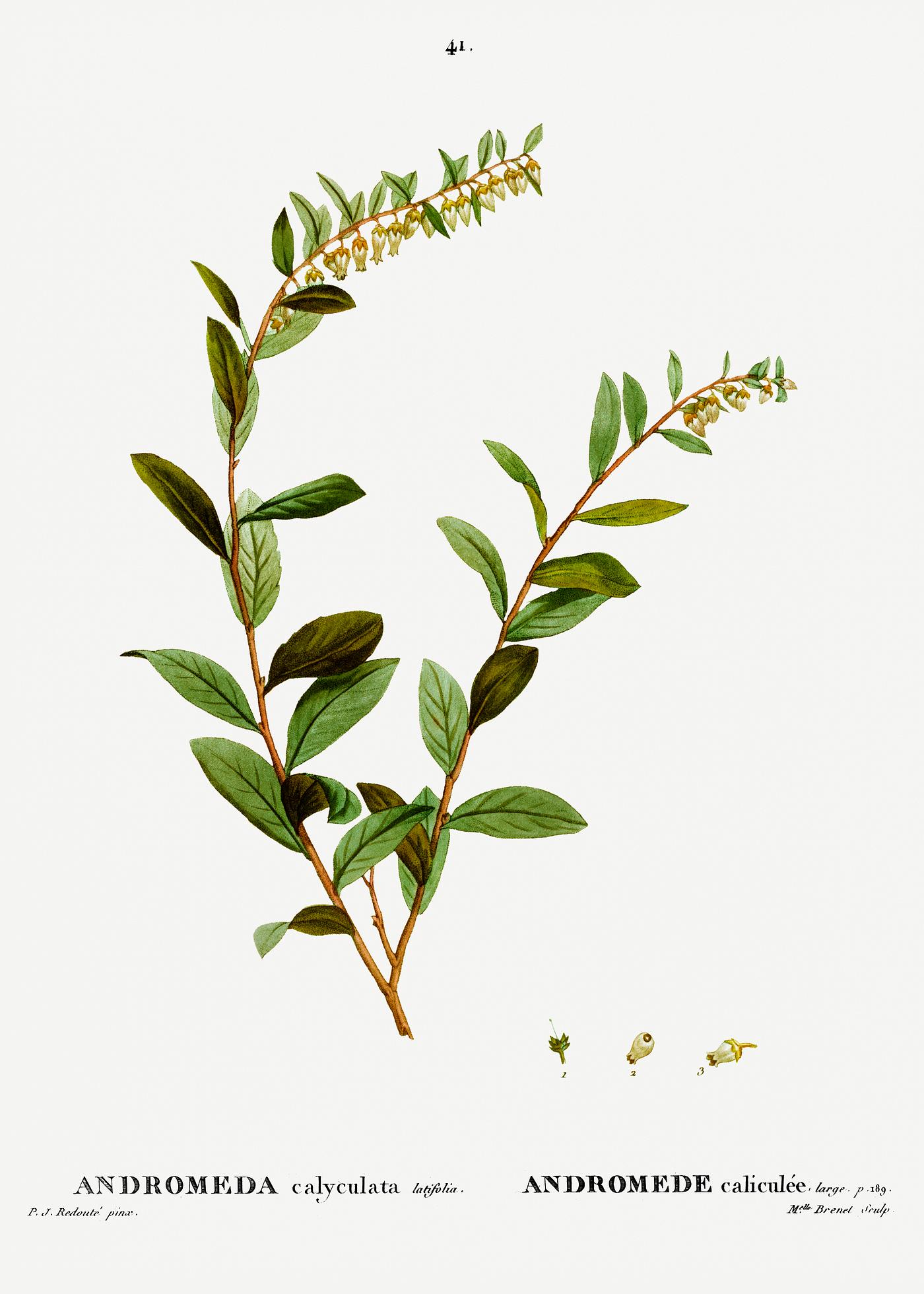Andromeda Marginata bloom Andromeda marginata (Andromede Marginé) from Traité des Arbres et Arbustes que l’on cultive en France en...