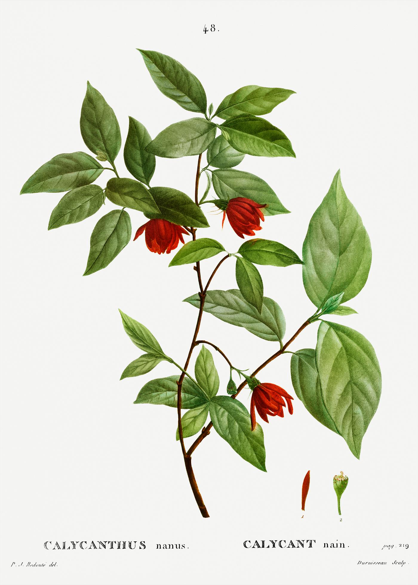 Calycanthus Venus bloom Calycanthus Venus (Calycanthus nanus) from Traité des Arbres et Arbustes que l’on cultive en France en pleine...